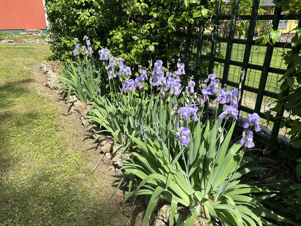 Stroll through the serene garden, surrounded by vibrant iris flowers and lush greenery.