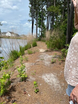 A dirt path leading to a body of water, surrounded by tall trees and some greenery.