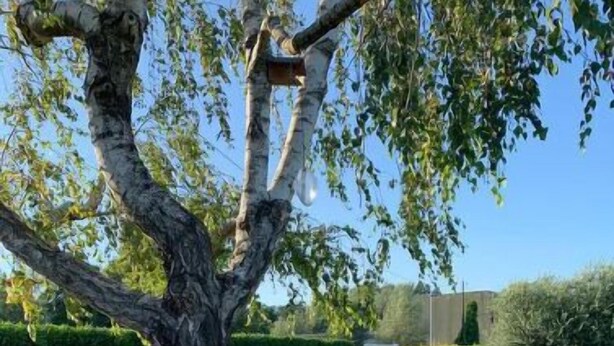 Ein Poolbereich mit Baum, Liegestühlen und einer Hecke.