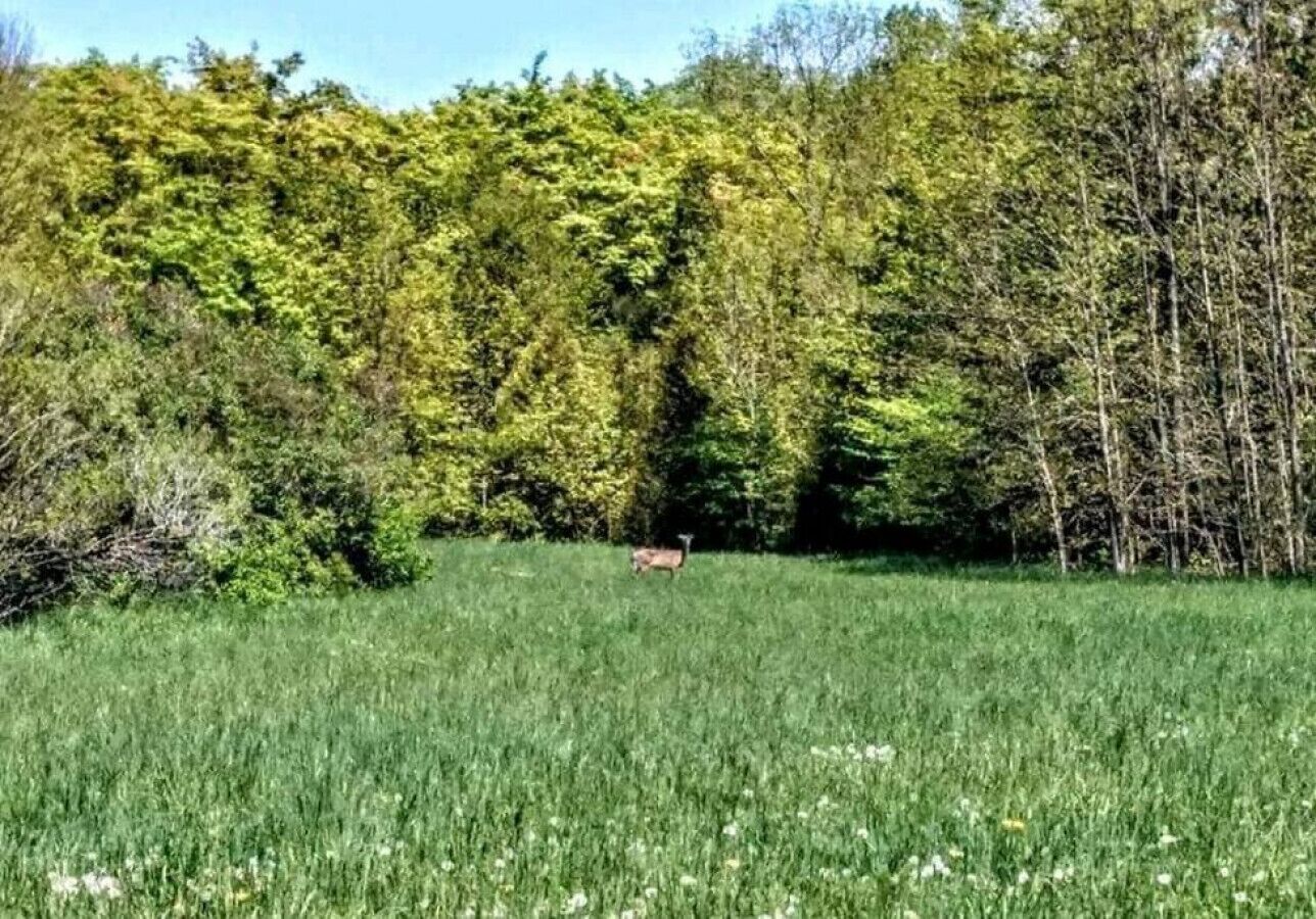 A field with a deer in the distance, surrounded by dense trees.