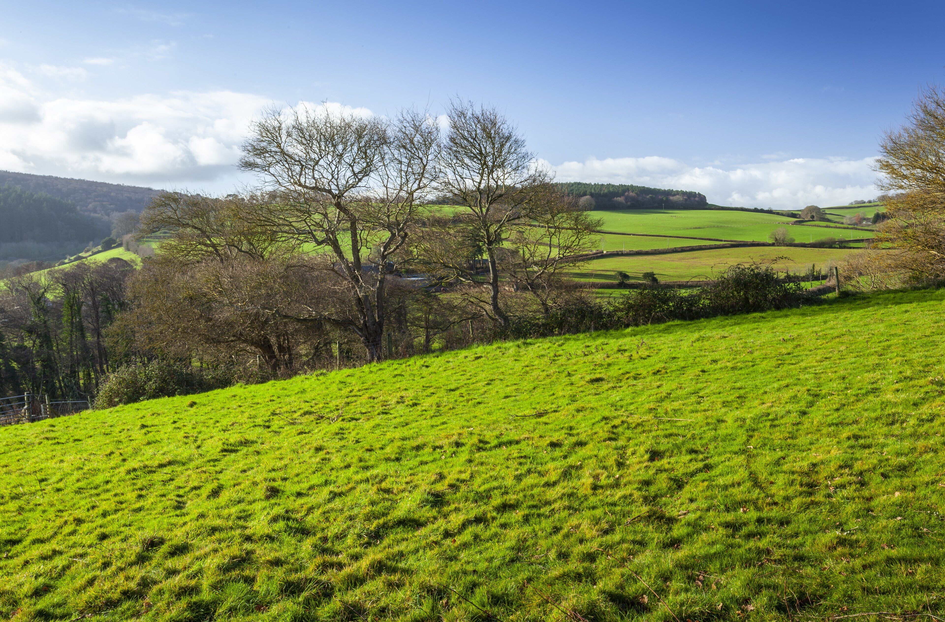 A green field with trees and a fence.