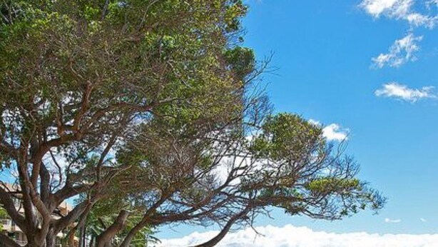 A beach with a large tree, clear skies, and calm sea. - Super cute, 1st floor unit across from the beach, a 1-minute walk to the beach! (Lahaina)