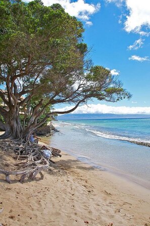 Plage à proximité, chaises longues, serviettes de plage