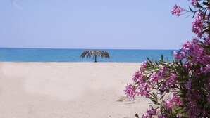 Ein Strand mit einer einzelnen Palme und freiem Blick auf den Ozean.