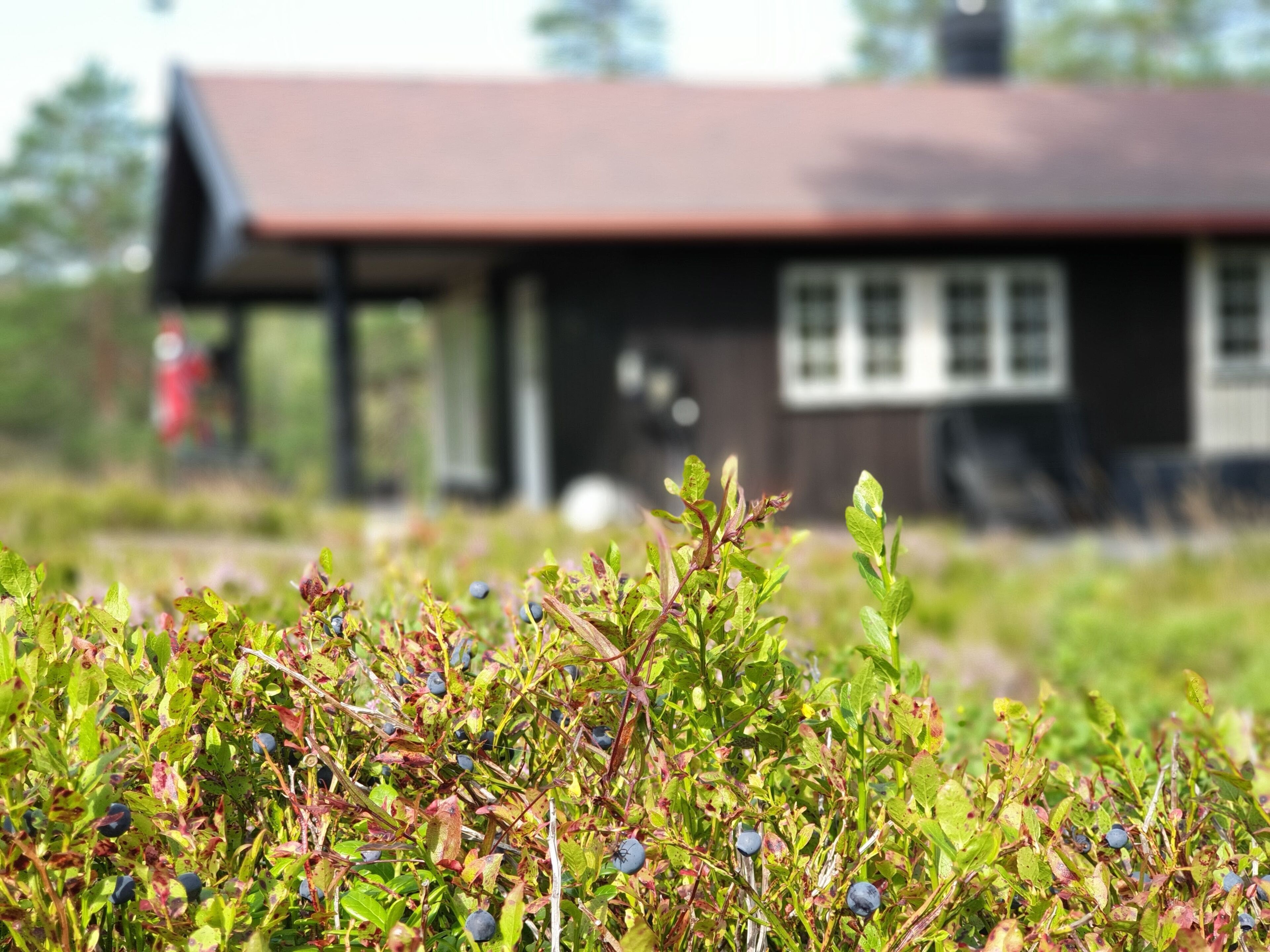 Une cabane rustique avec un toit brun et des boiseries blanches, entourée de verdure et de myrtilliers.