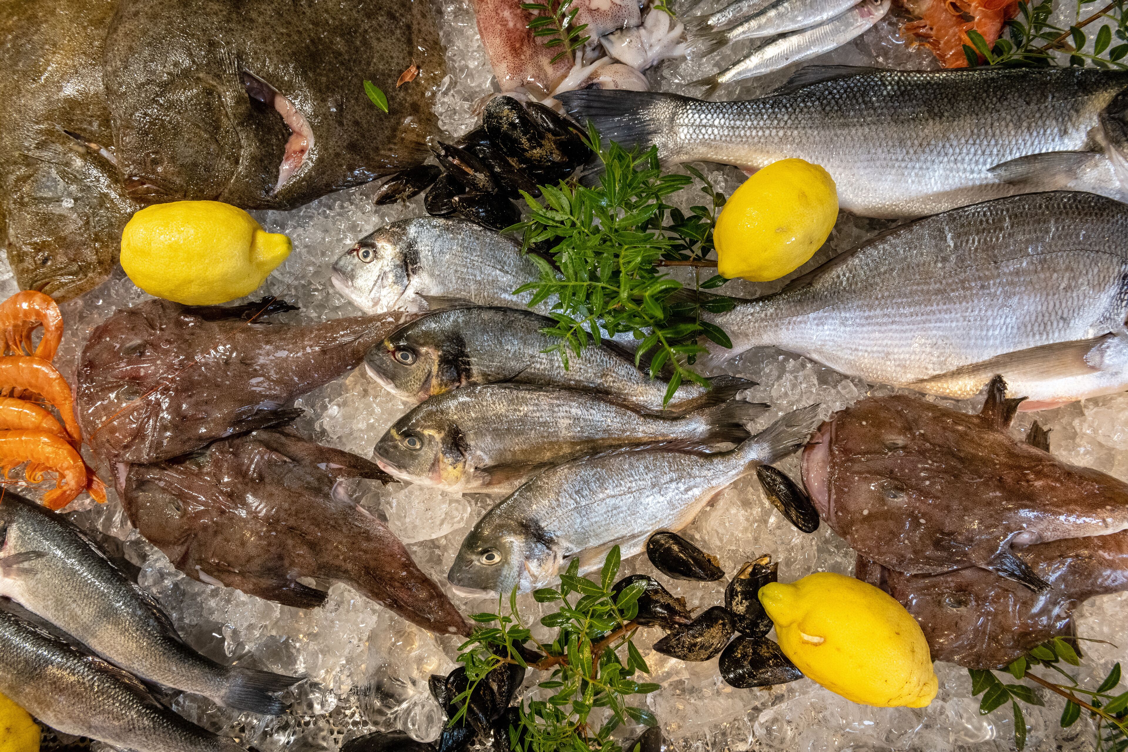 Una variedad de mariscos frescos sobre hielo, incluyendo pescado, camarones y mejillones.