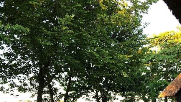 Ein Sitzbereich im Freien mit Bänken und einem Tisch, umgeben von Bäumen und einem Kiesweg.