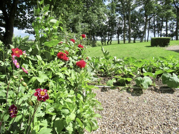 Een tuin met diverse planten en bloemen, een grindpad en een gazon met bomen op de achtergrond.
