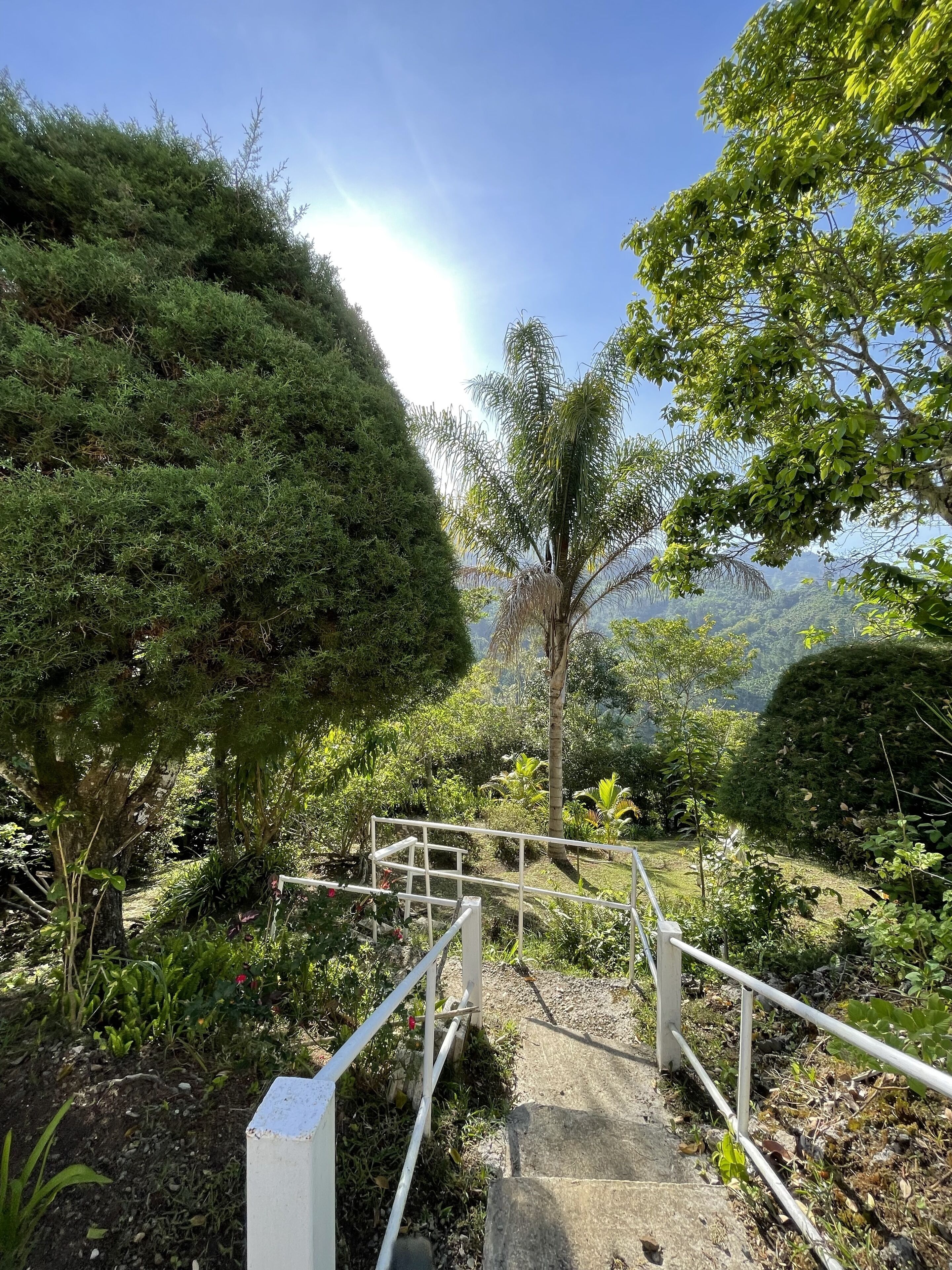 Um caminho serpenteia por um jardim com diversas árvores e arbustos.