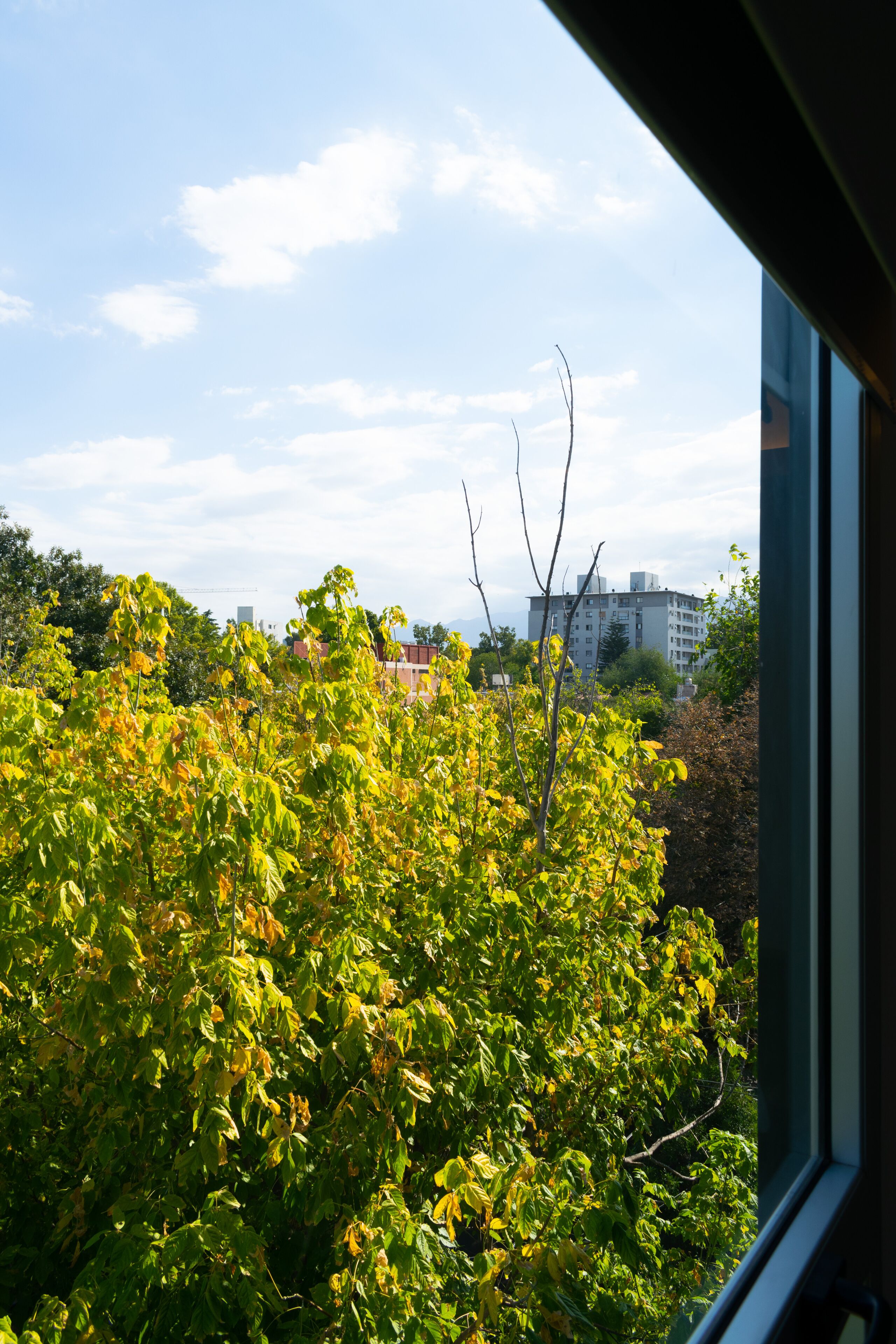 Vista a través de una ventana que muestra follaje verde exuberante y un cielo despejado.