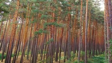 Une forêt dense, composée de grands pins.