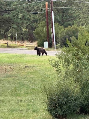 Ein Bär geht auf einer Straße entlang, im Hintergrund sind ein Zaun und Strommasten zu sehen.
