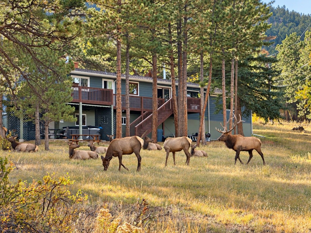 A lodge with a staircase leading to a deck, surrounded by a forested area with elk grazing.