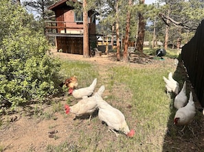 A rustic wooden building with a fenced yard. - Dogs OK! Hot Tub & King Bed. Wildlife Everywhere (Estes Park)
