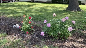 A residential area with a house, a driveway, and a tree. - Quaint spacious remodeled home with attached garage, quiet small town get-away (Concordia)