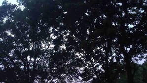 Un parque con una estatua rodeada de árboles y un atardecer de fondo.
