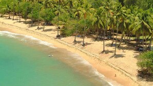 A beach with palm trees and a sandy shore.