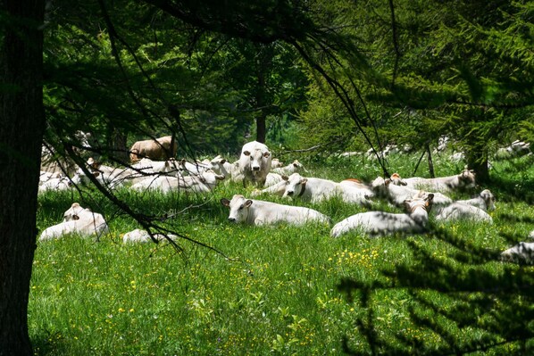 A herd of cattle grazing in a lush green field with trees in the background.
