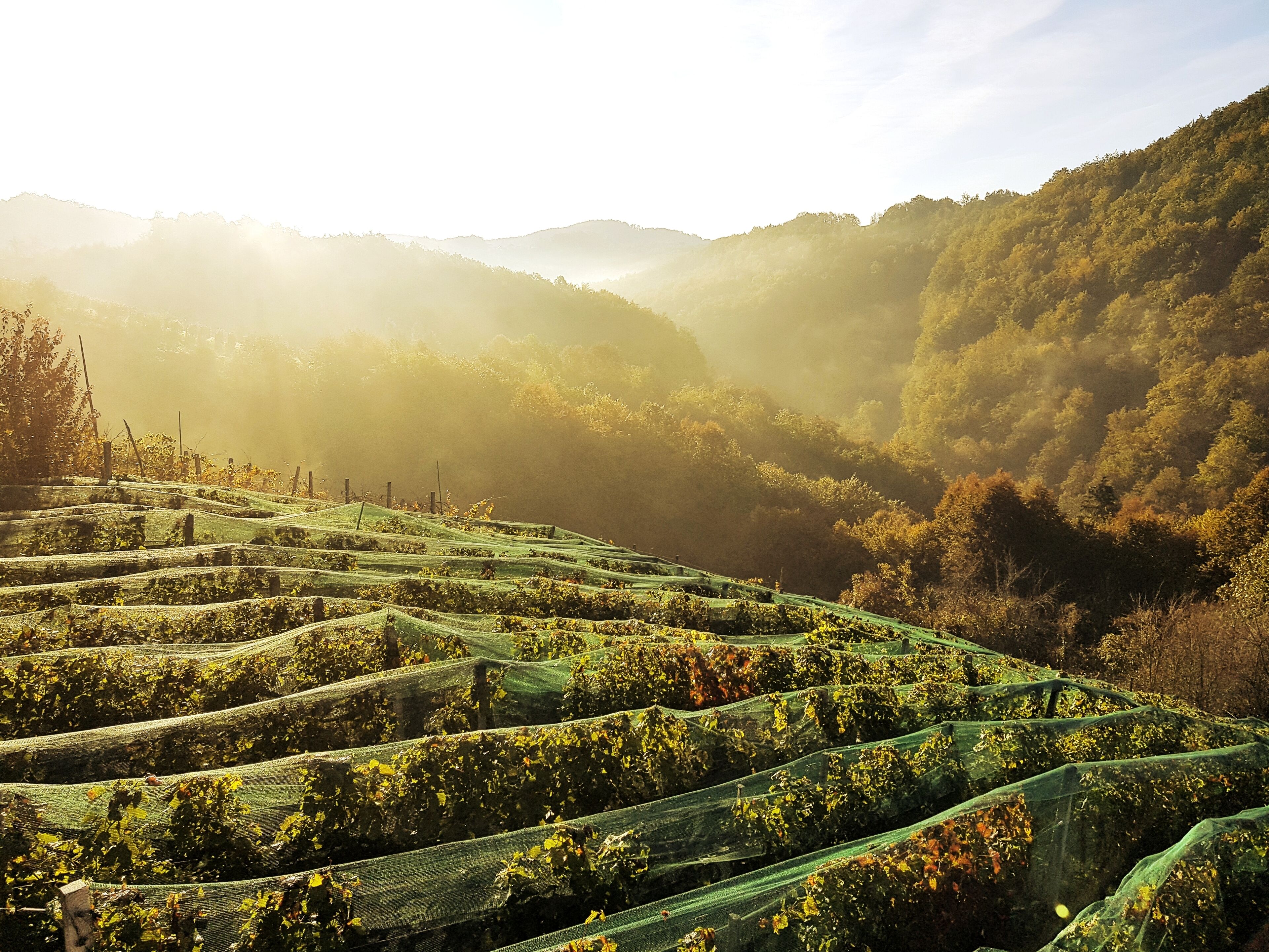 Terraced vineyards with rows of grapevines, surrounded by forested hills.