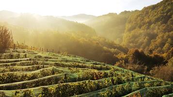 Terraced vineyards with rows of grapevines, surrounded by forested hills.
