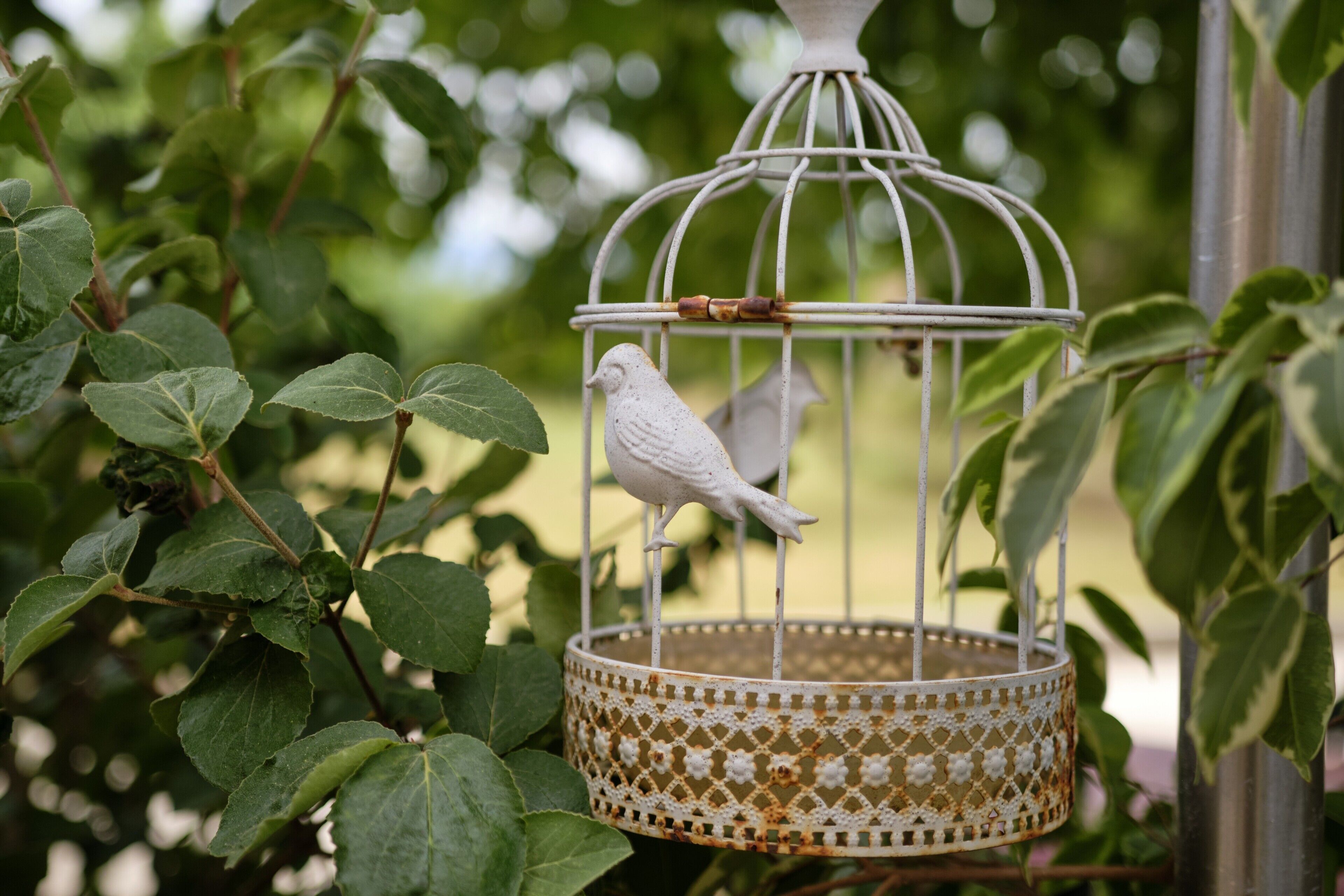 A birdcage with a bird inside, surrounded by green foliage.