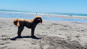 Ein Hund steht auf einem sandigen Strand, im Hintergrund das Meer.