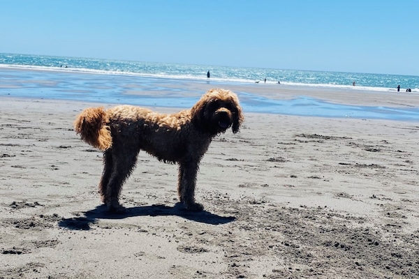 Nær stranden og strandhåndklær