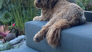 Ein Hund sitzt auf einer grauen Außensofa, umgeben von Grünpflanzen und einem Baum.