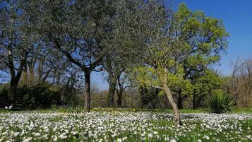 Un champ de marguerites blanches, avec des arbres en arrière-plan.