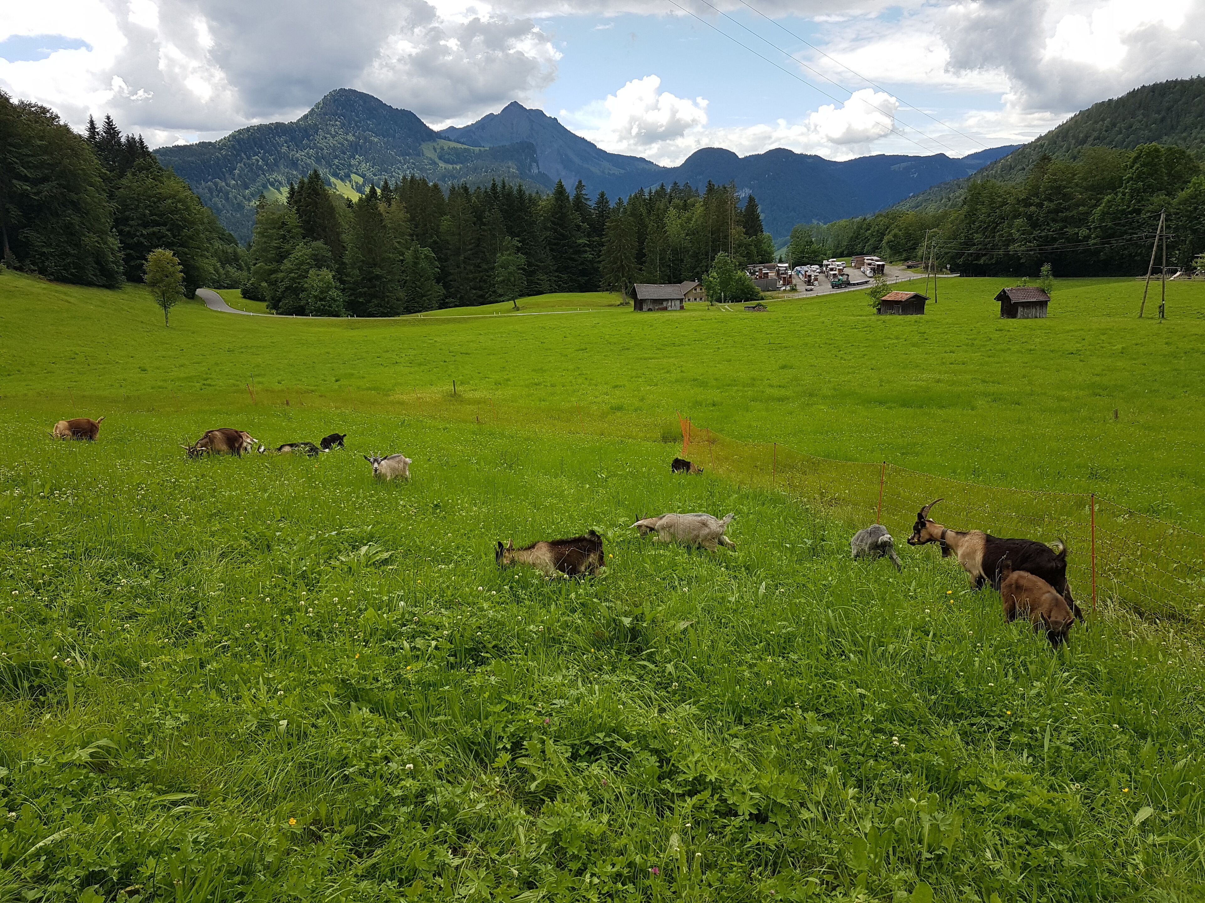 A rural landscape with a green field, cows grazing, and a mountain range in the background.