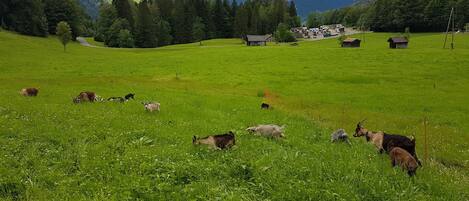 A rural landscape with a green field, cows grazing, and a mountain range in the background.