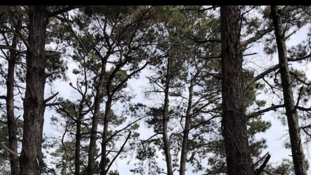 A forested area with tall trees and a body of water in the background. - Port du Crouesty. duplex rénové, calme, terrasse, idéal en famille (6 pers) (Arzon)