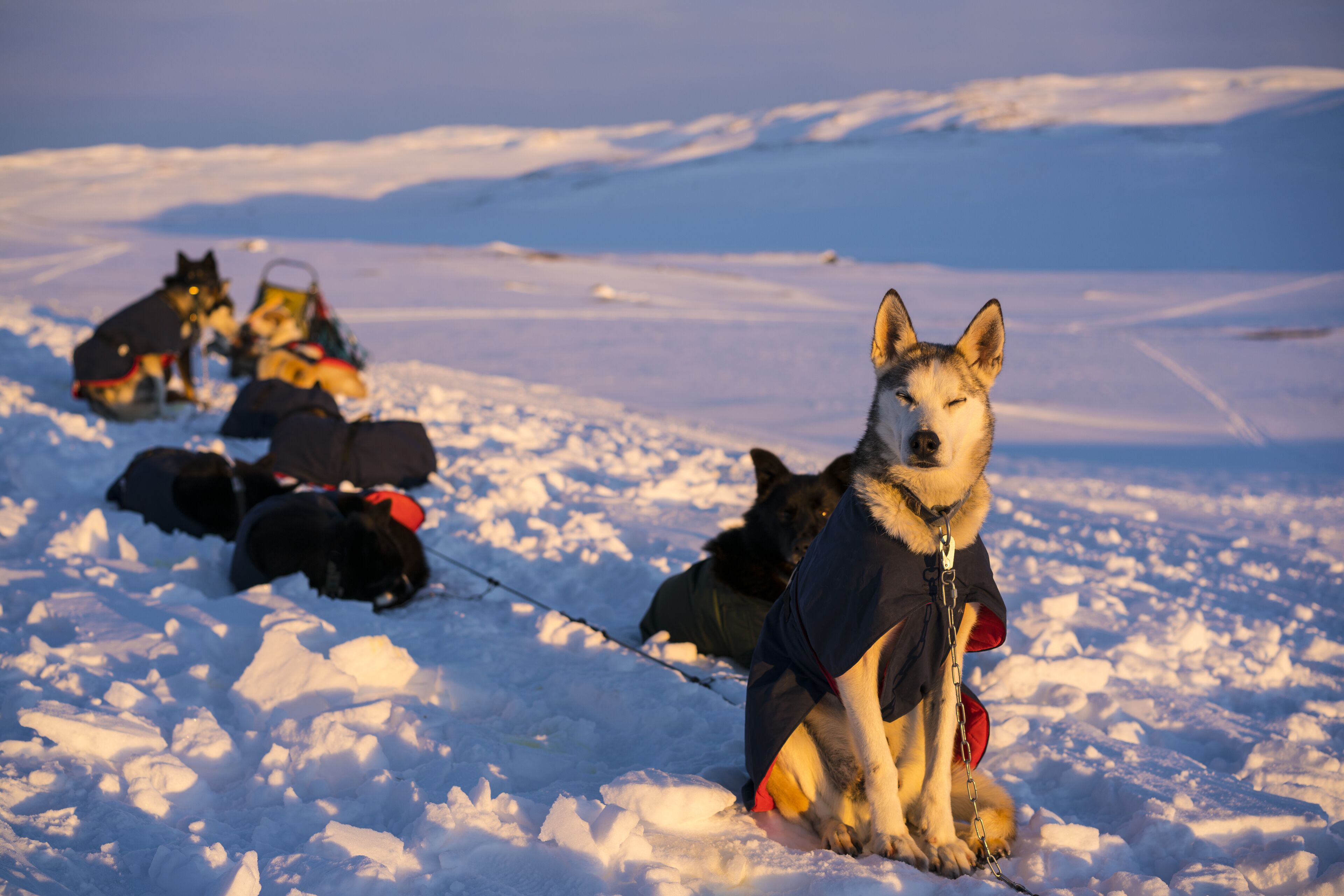 Un groupe de huskies dans un décor enneigé en plein air.