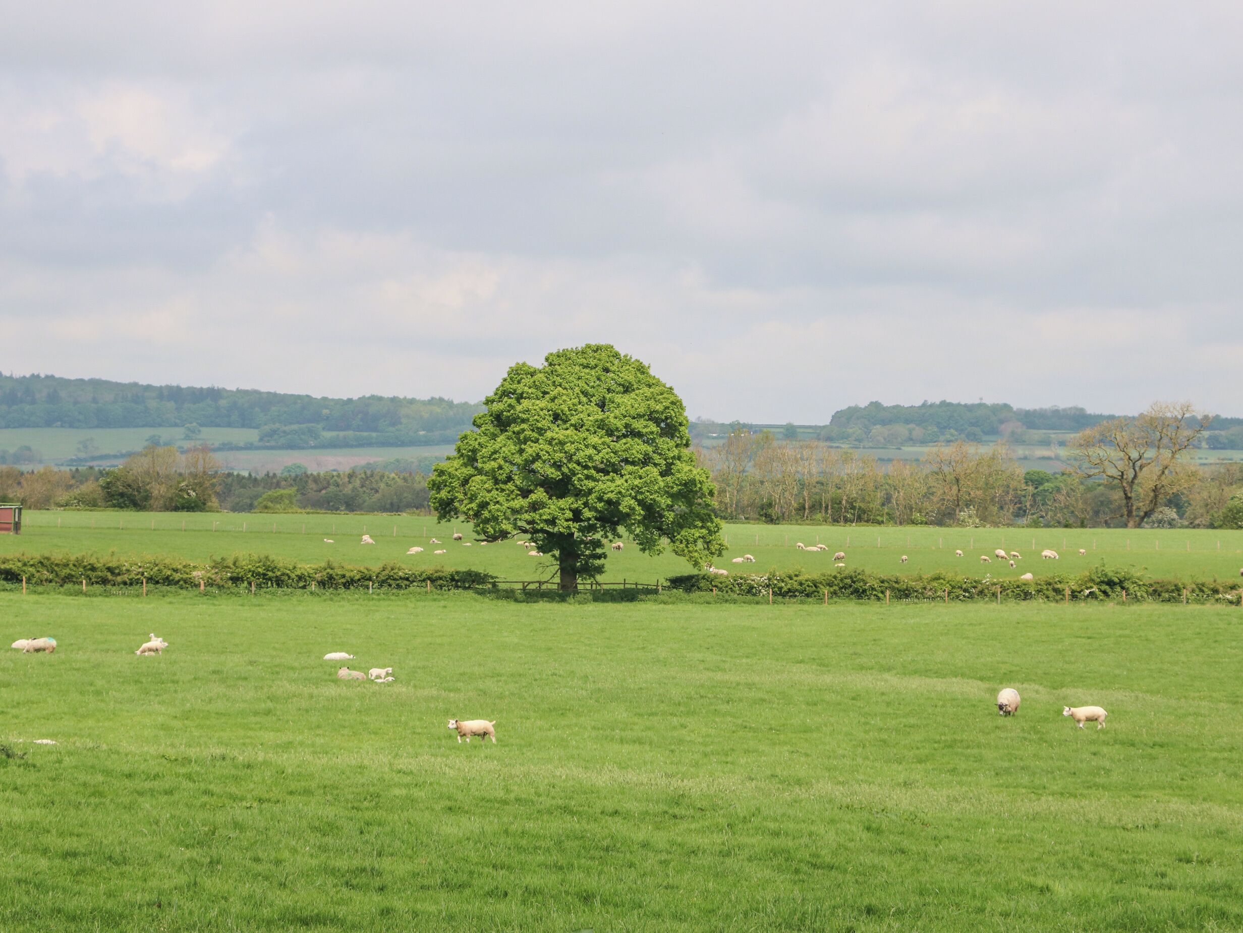 A green field with a large tree in the center and sheep scattered around.