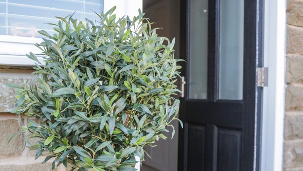 A small, dense shrubbery in a pot, positioned in front of a stone wall and a black door.