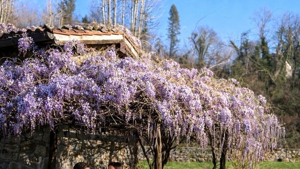 A couple sitting on a wooden bench under a pergola with purple flowers, with a stone wall and greenery in the background. - IL PIANETTO (Pieve Fosciana)