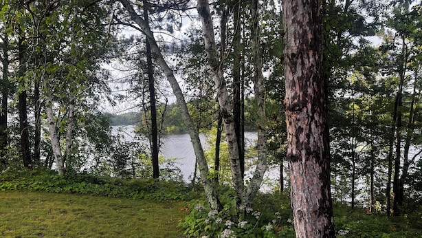 A forested area with a lake in the background.