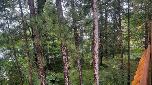A dense forest with tall pine trees and a wooden structure partially visible on the right.