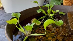 Une salle de bain avec une baignoire, une plante suspendue et une sculpture en bois.