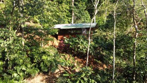 A rustic wooden cabin with a green roof, surrounded by dense forest vegetation. - Very Near Corcovado Park... Basic bungalows in the forest surrounded by wildlife (Golfito)
