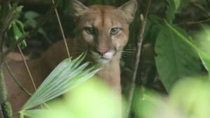 A lion in a natural setting with dense foliage. - Very Near Corcovado Park... Basic bungalows in the forest surrounded by wildlife (Golfito)