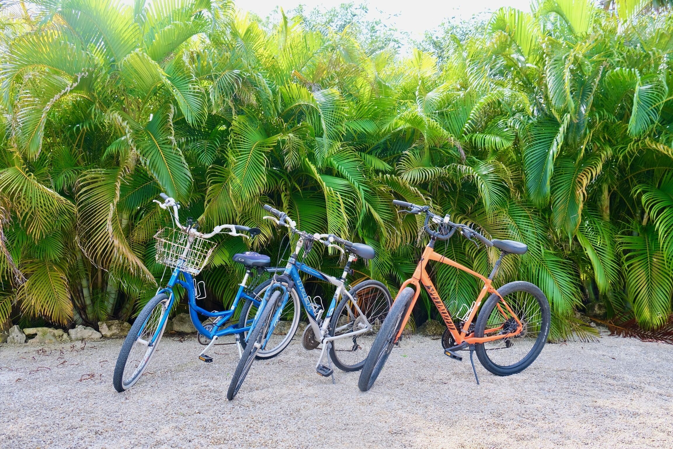 Three bicycles parked against a backdrop of palm trees.