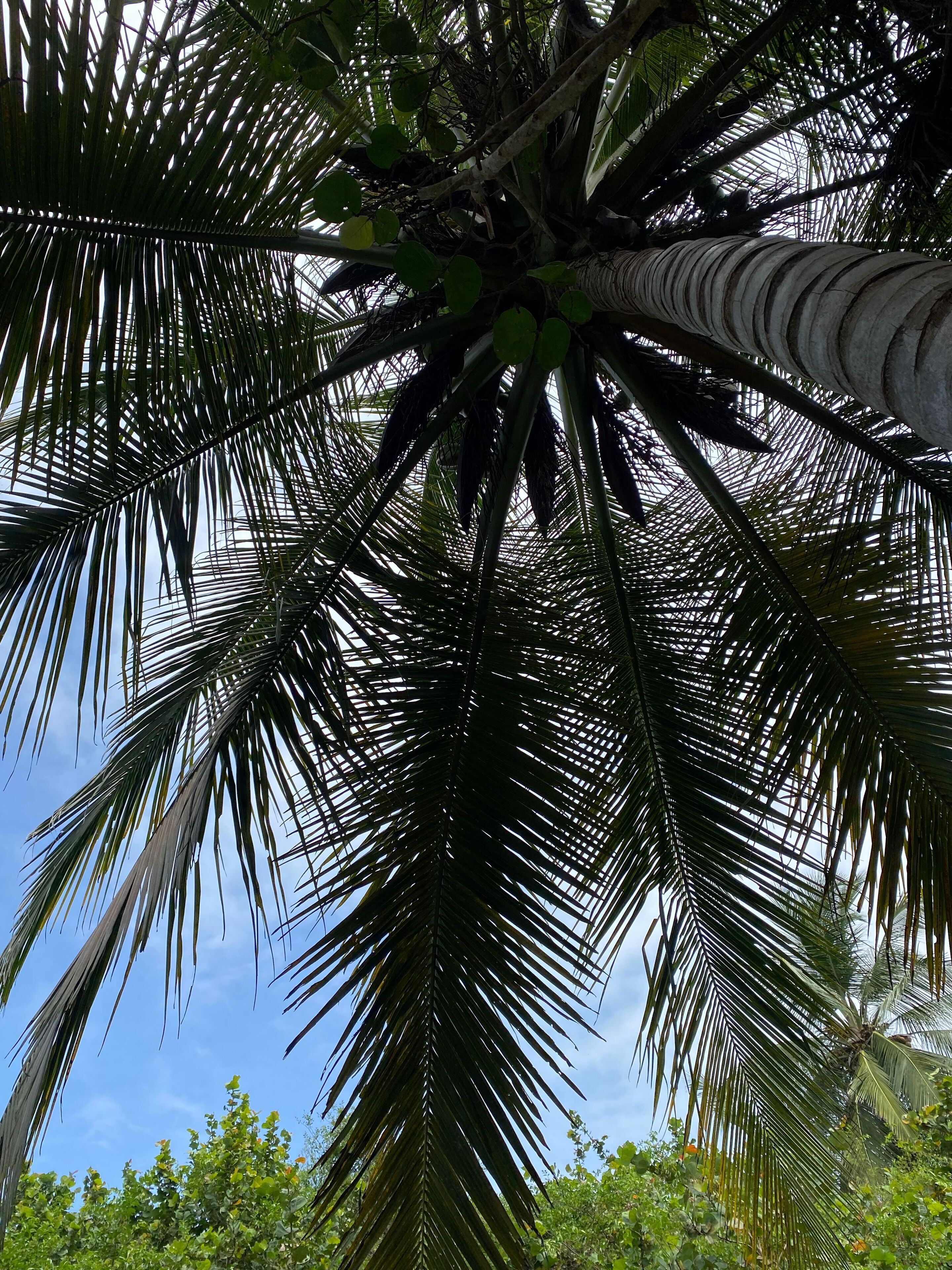 on the beach, white sand, sun-loungers, beach umbrellas