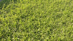 A well-maintained grassy yard with a wooden fence and a concrete path. - Cozy relaxation home in the heart of Cocoa (Cocoa)