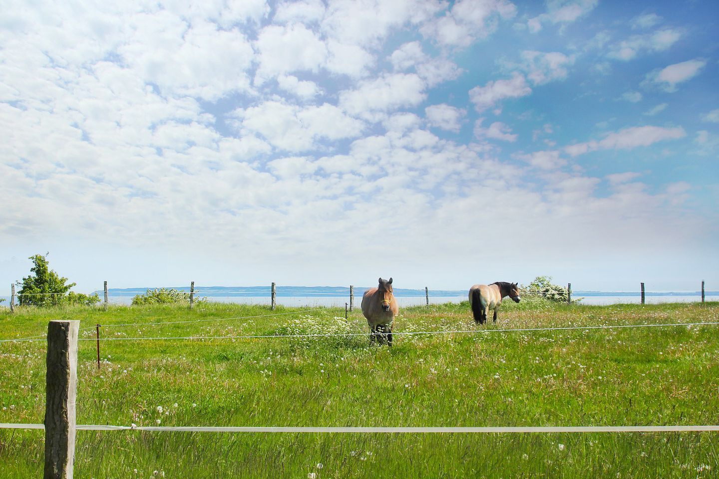 Eine grüne Wiese mit zwei Pferden und einem Gewässer im Hintergrund.