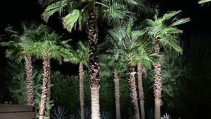 A nighttime view of a landscaped area with palm trees and a pathway leading to a building.