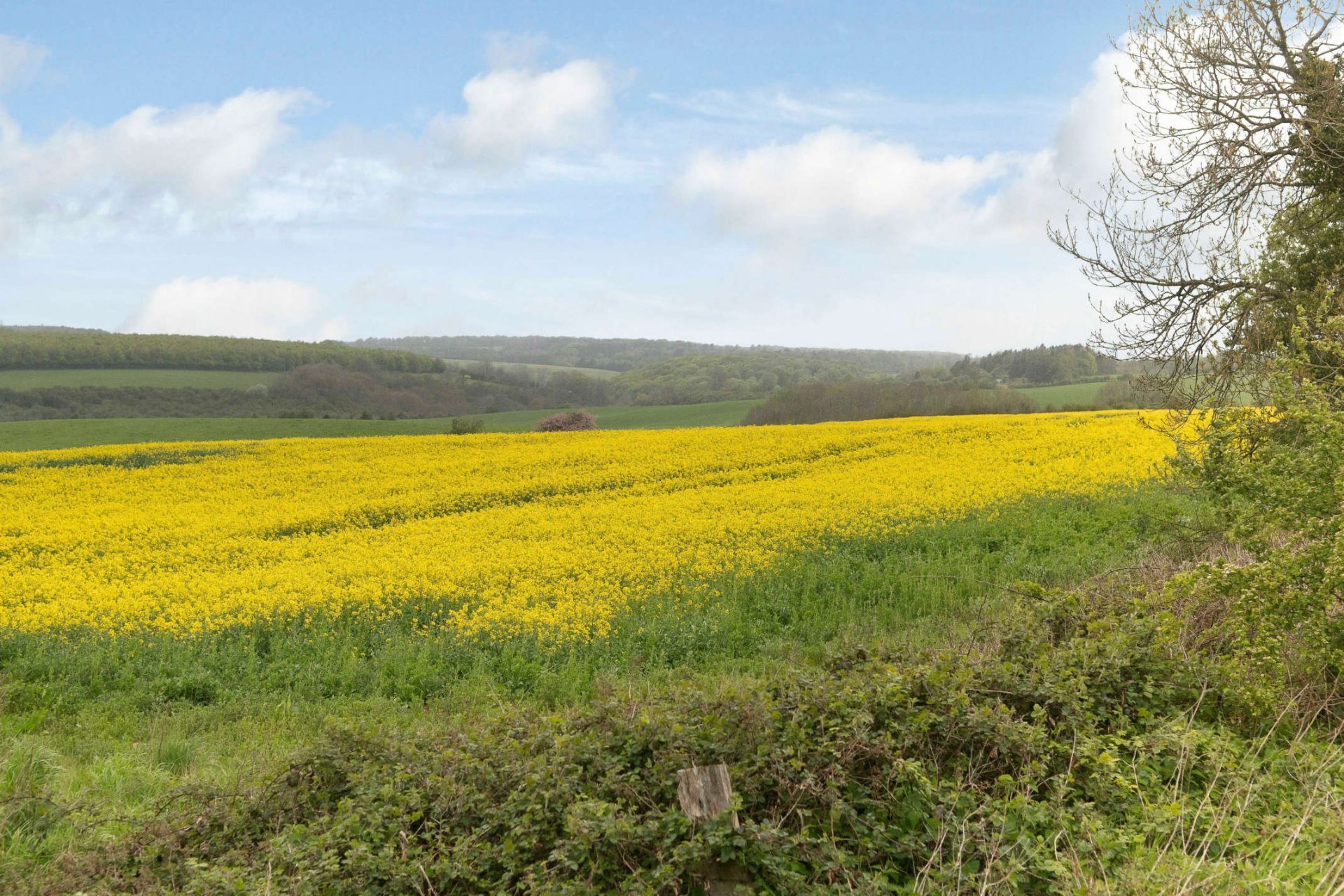 A field of yellow flowers with a clear sky and distant hills.