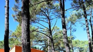 Un bâtiment avec un toit en tuiles et une porte, entouré de grands arbres.