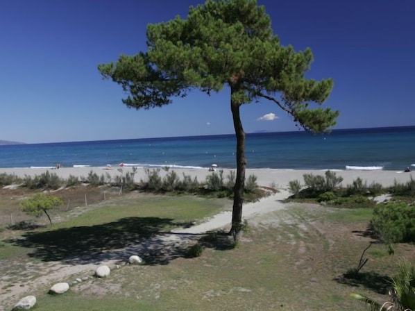 A beach with a lone pine tree, clear blue sky, and calm sea.