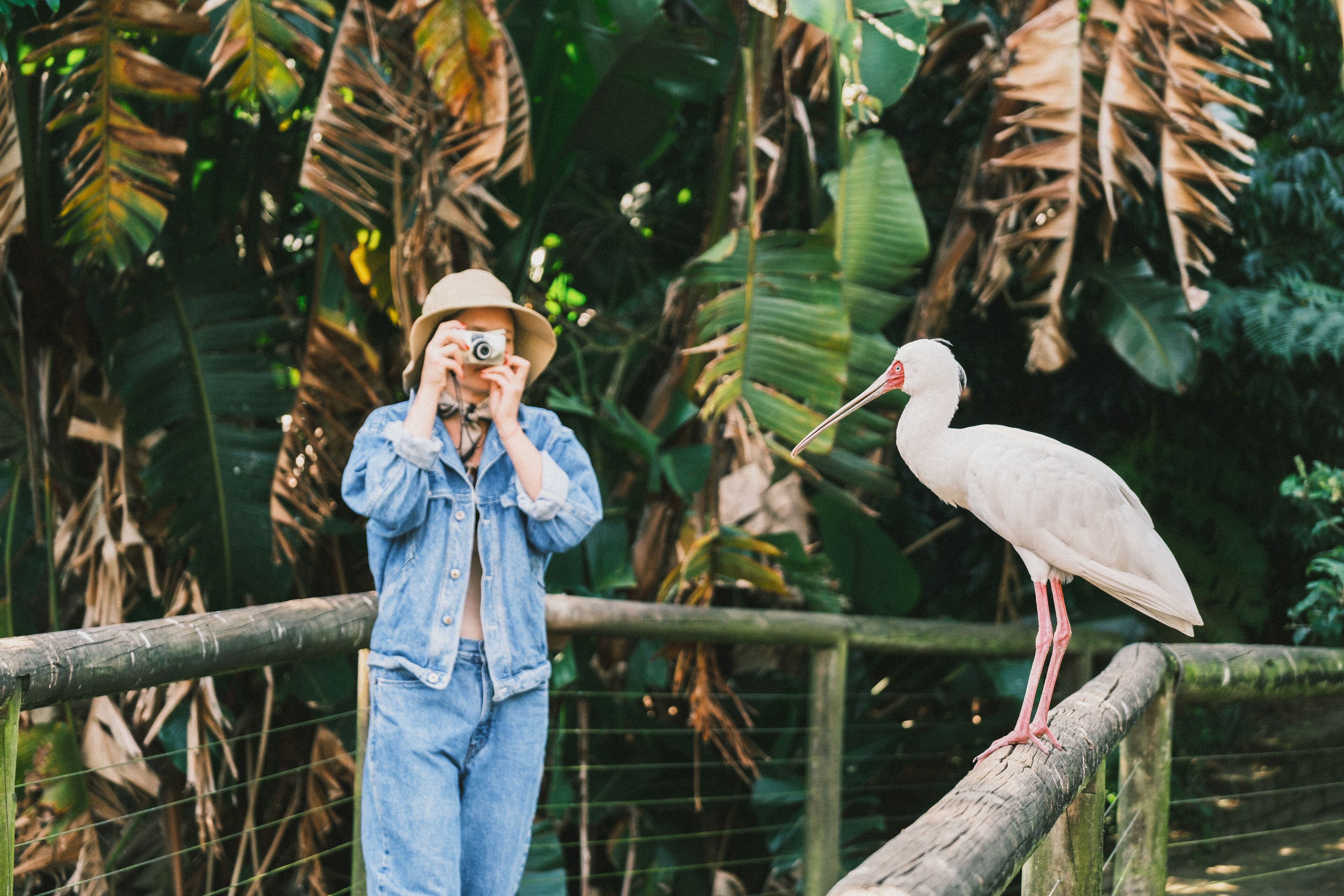 Eine Person fotografiert einen weißen Vogel, der auf einem Holzgeländer steht.